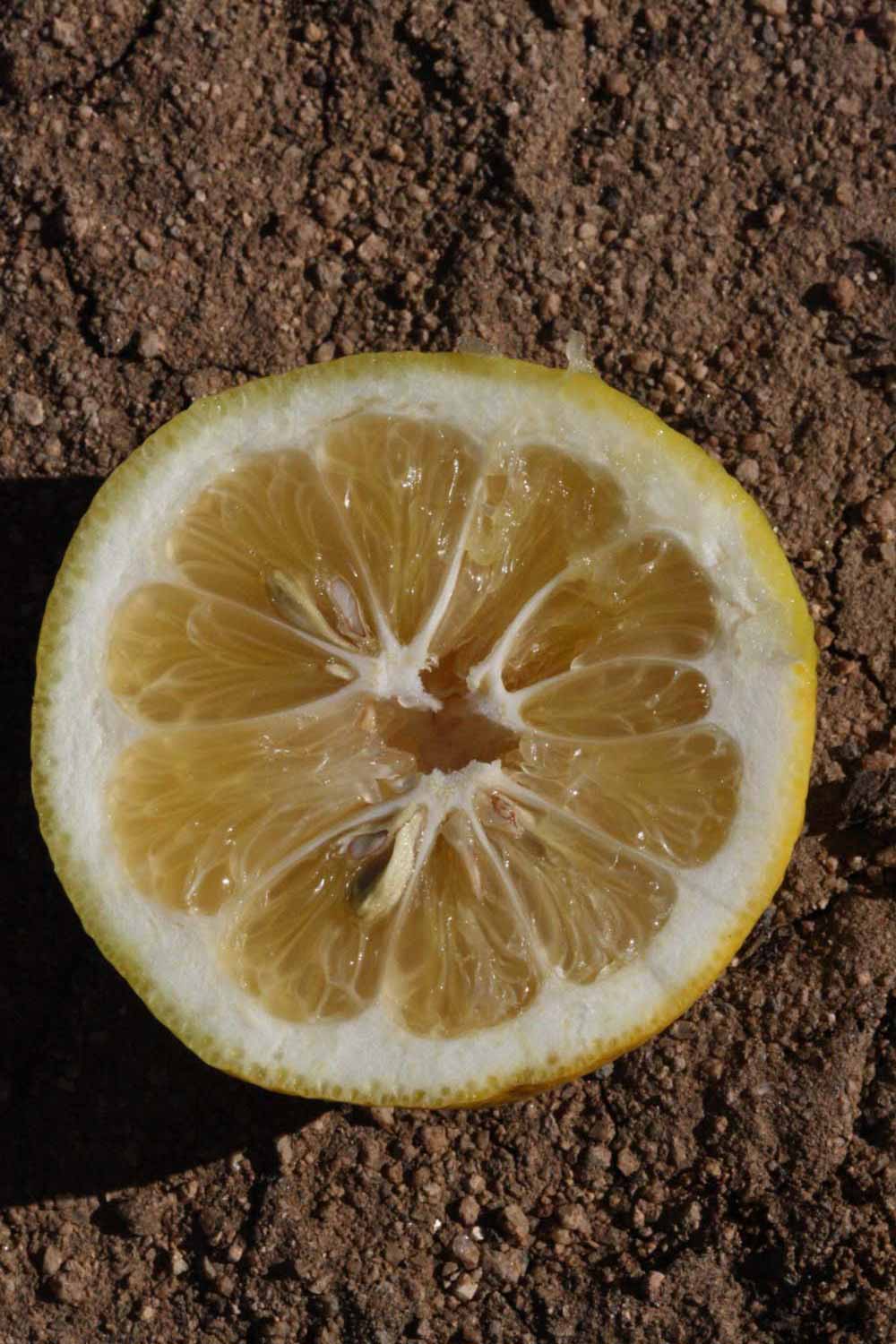              Fruit cross-section (Goutoucheng, Riverside, CA)       